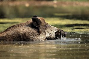 Wildschweine besitzen einen guten Geruchs- und Hörsinn, können schnell laufen und gut schwimmen. bevorzugen feuchte Laubwälder, in denen sie genügend Nahrung und Deckung finden.