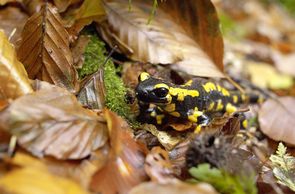 Feuersalamander